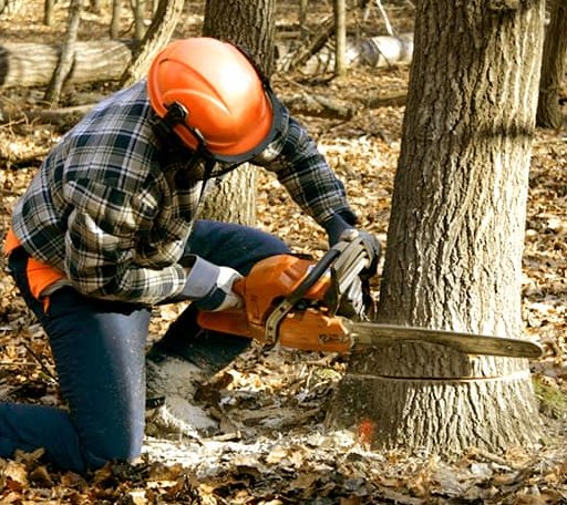 Tree Removal in Eustace, TX